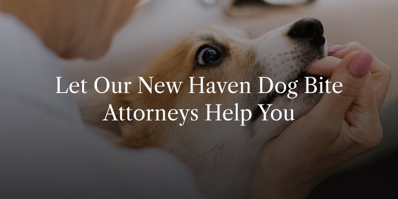 Let Our New Haven Dog Bite Attorneys Help You