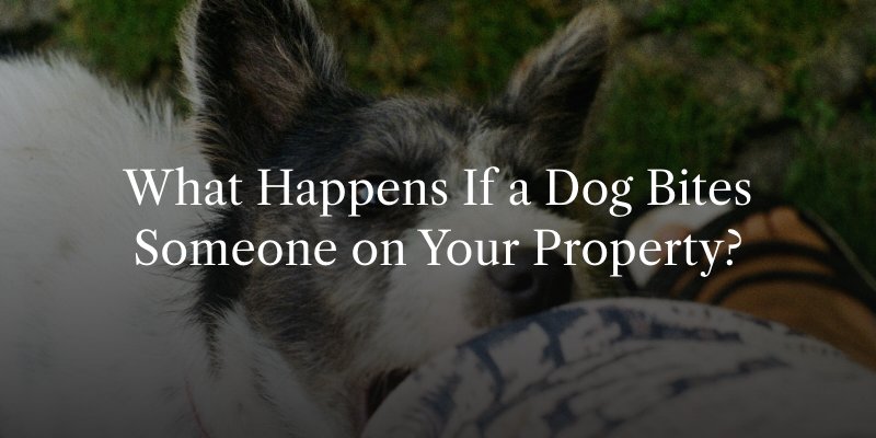 What Happens If a Dog Bites Someone on Your Property?