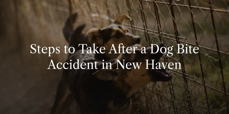What to Do If You’ve Been Bitten by a Dog in Connecticut