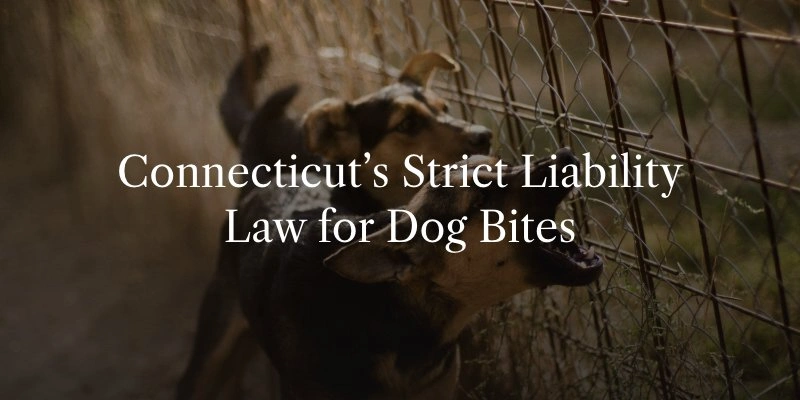  Who Is Liable for a Dog Bite in New Haven?
