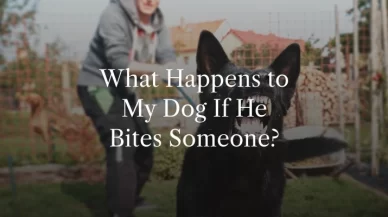 What Happens to My Dog If He Bites Someone?