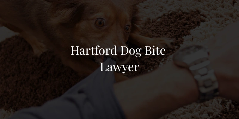 Hartford Dog Bite Lawyer